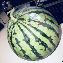 新沂网红吃瓜,揭秘网络红人的幕后故事 第1张 新沂网红吃瓜,揭秘网络红人的幕后故事 第1张